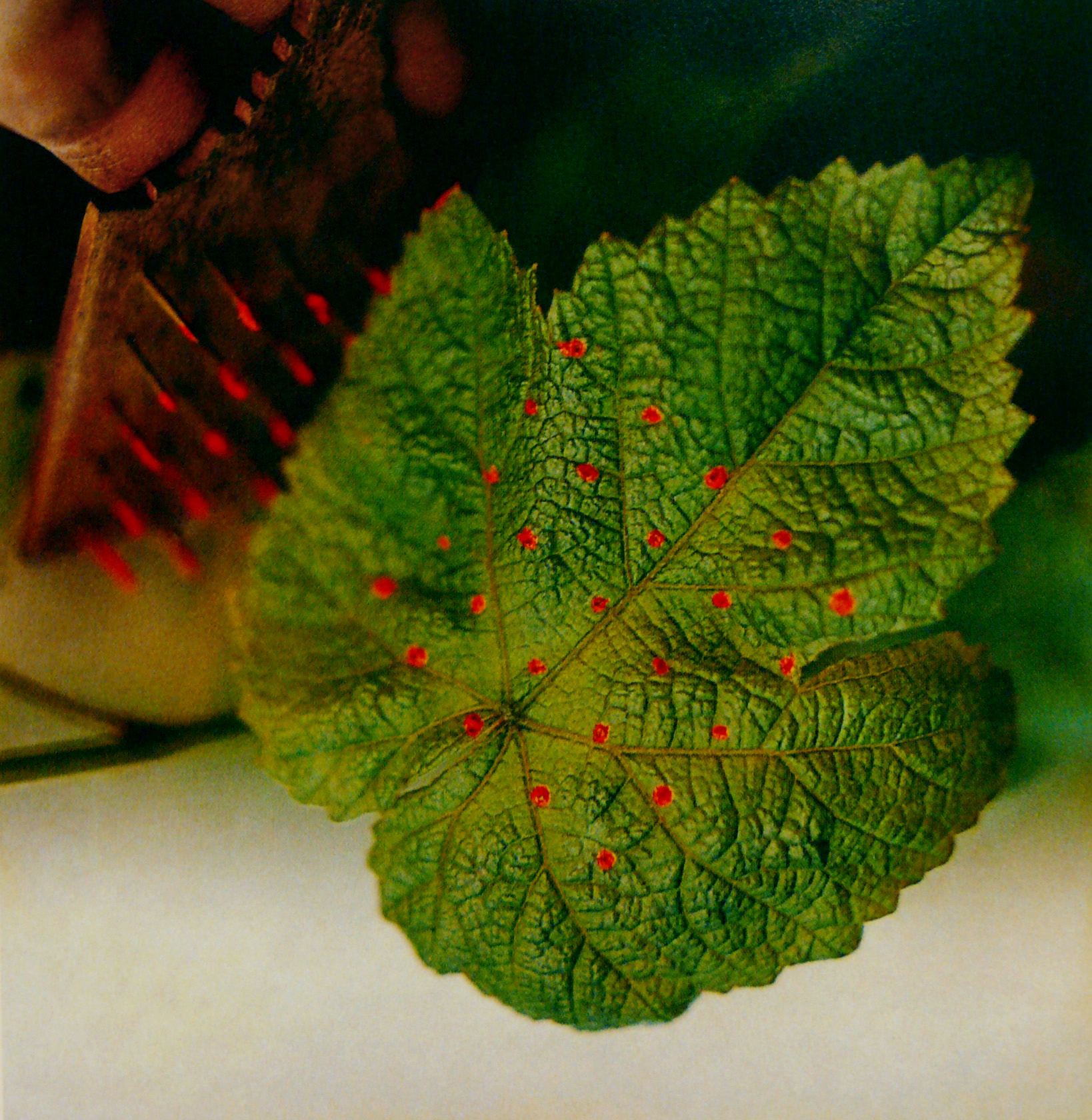 An experiment by the Eames Office, from Donald Albrecht (ed.), <em>The Work of Charles and Ray Eames: A Legacy of Invention,</em> Harry N Abrams, Inc., New York, 2005